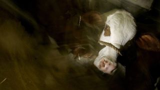 Vídeo: Bovinos são atacados por animal misterioso, no interior de Aratiba