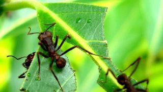 Veja dicas para combater formigas cortadeiras com receitas caseiras