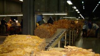 Empresa de tabaco dá golpe de 4 milhões em produtores