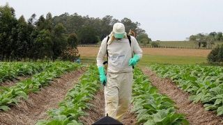 Ministério da Agricultura libera mais 31 agrotóxicos