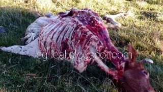 Furto abigeato no 3° Distrito de Canguçu