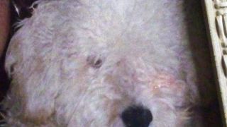 Tijolinho está desaparecido