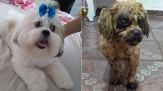 Polícia Civil investiga morte de cadela após ataque com ácido