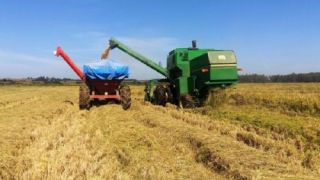 Veja quem são os primeiros municípios a terminarem colheita de arroz